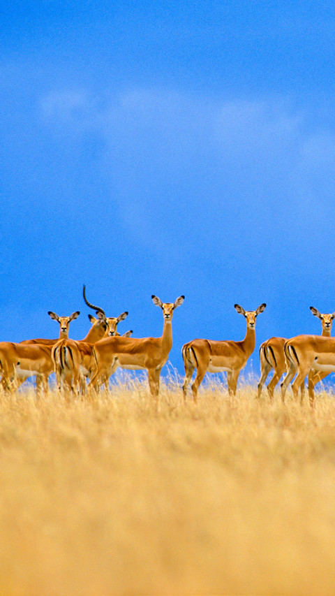 Impalas alarmed aepyceros melampus serengeti national screenshot