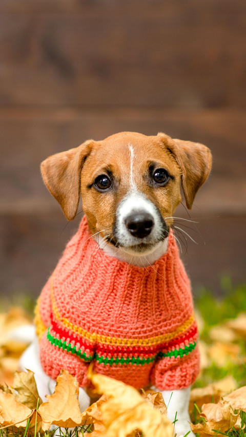 Jack russell terrier puppy wearing warm sweater screenshot