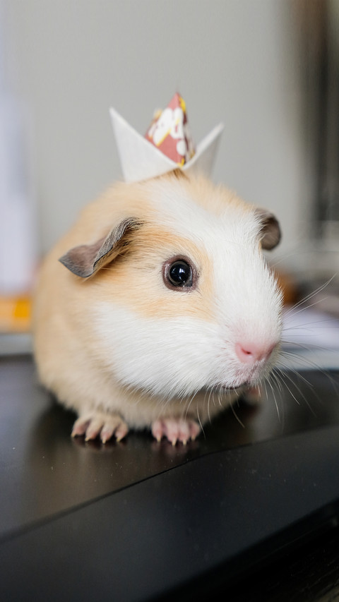 Raising guinea pigs is like raising rabbits 5 screenshot