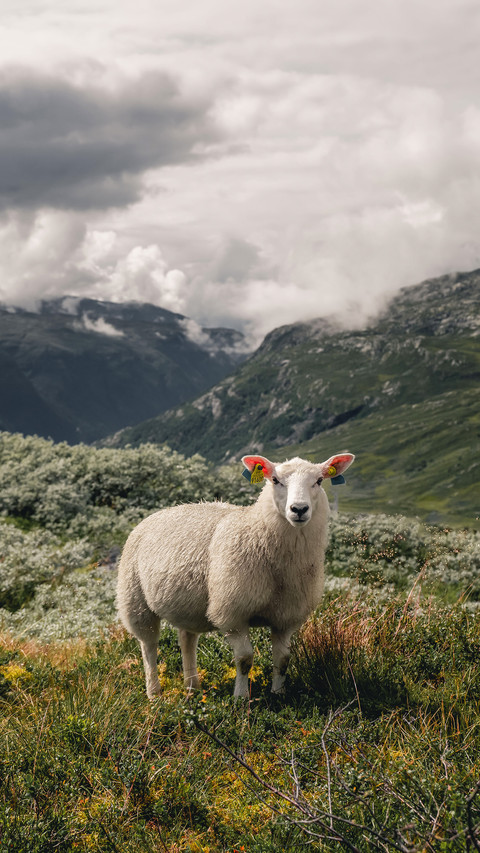 Happy sheep watching straight to camera screenshot