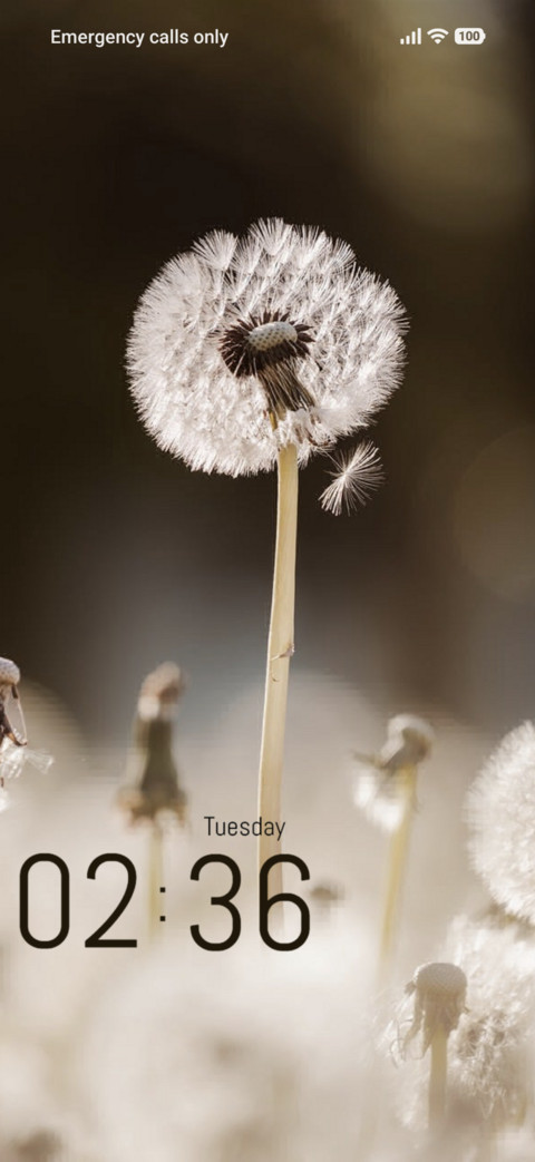 Flower Light screenshot