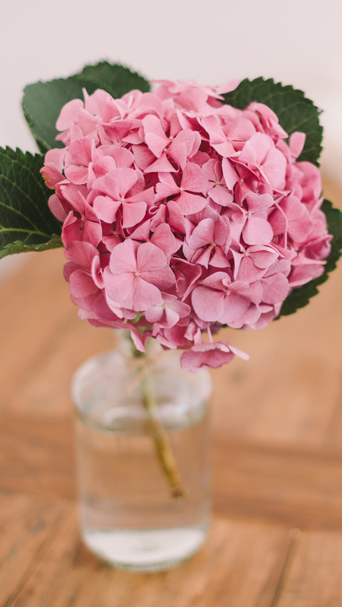 VASE screenshot