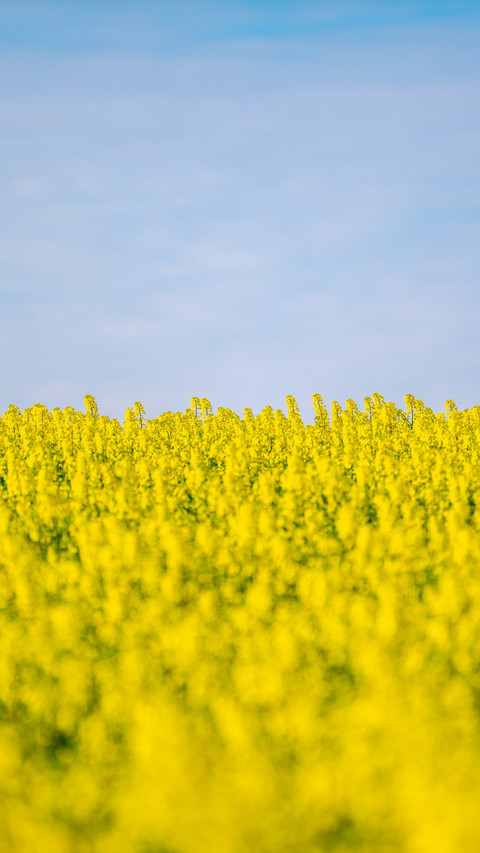 Spring scenery of rapeseed flower field screenshot