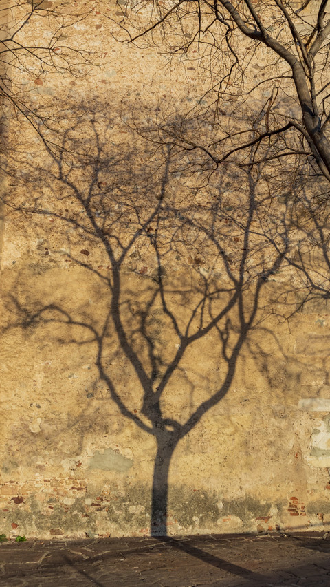 The shadows of the trees sway with the wind screenshot
