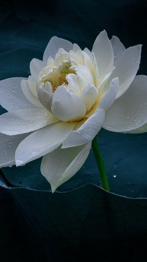 Moonlight over the Lotus Pond screenshot
