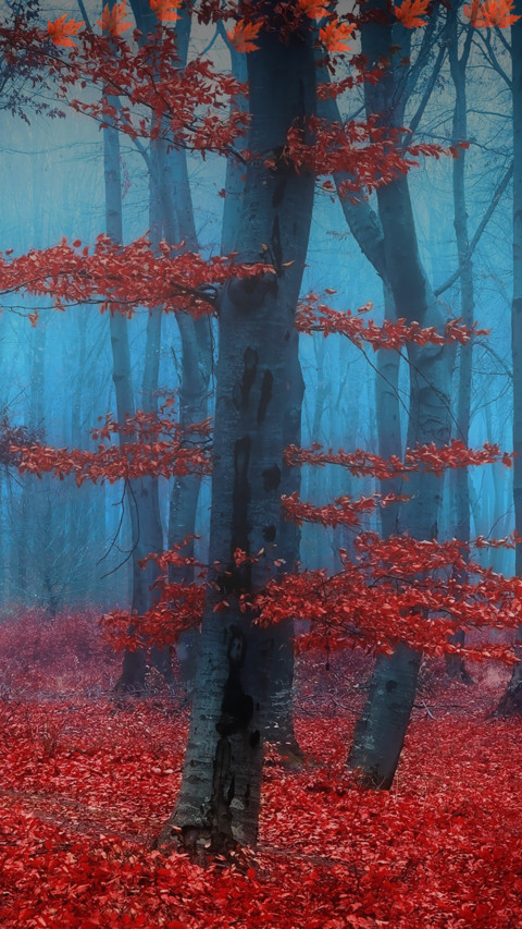 红叶林 screenshot