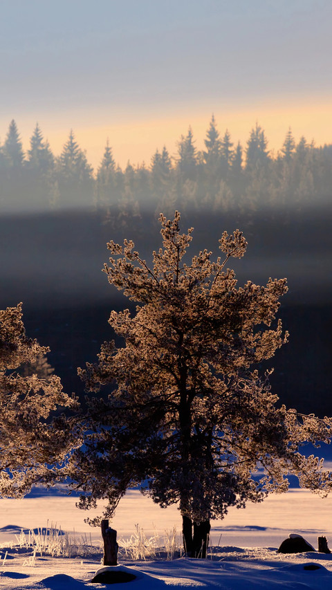 Winter Snowfield screenshot