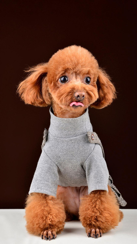 Dog428 screenshot