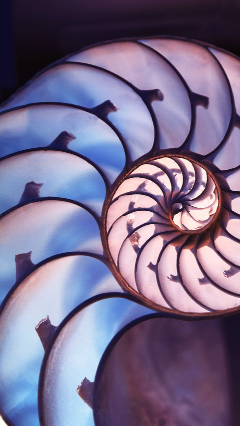 Shining Shells (5) screenshot