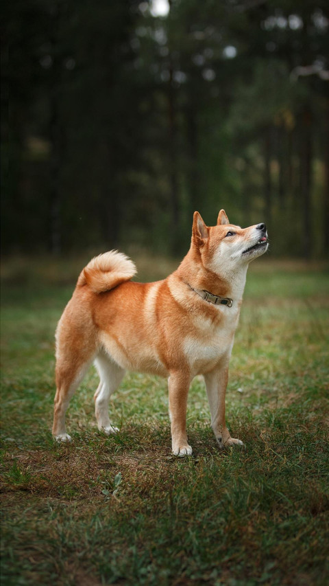 Dog82 screenshot