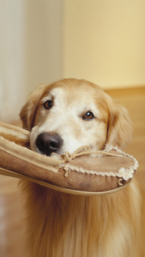 Why Dogs Always Bite Shoes 7 screenshot