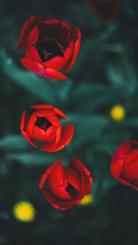 Spring (7) screenshot