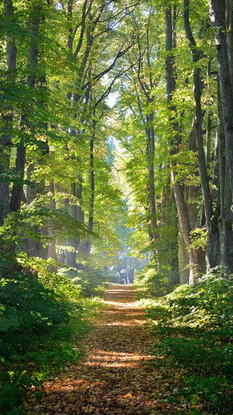 Green forest screenshot