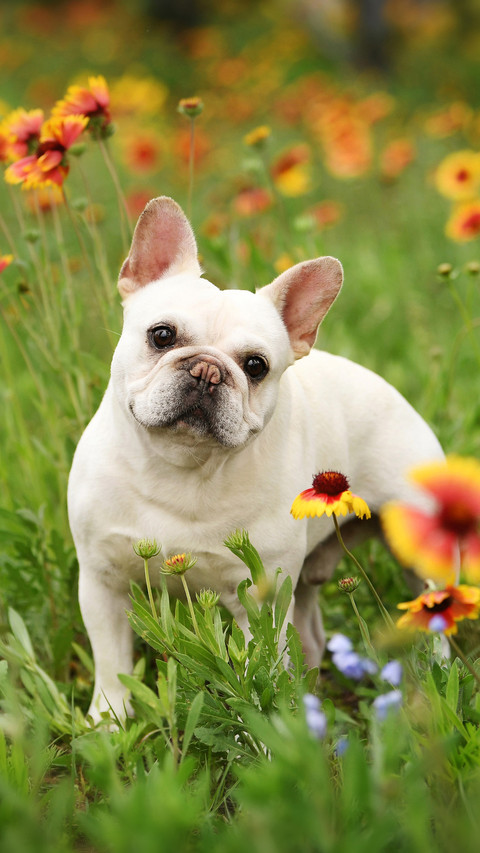 The french bulldog in the flowers screenshot