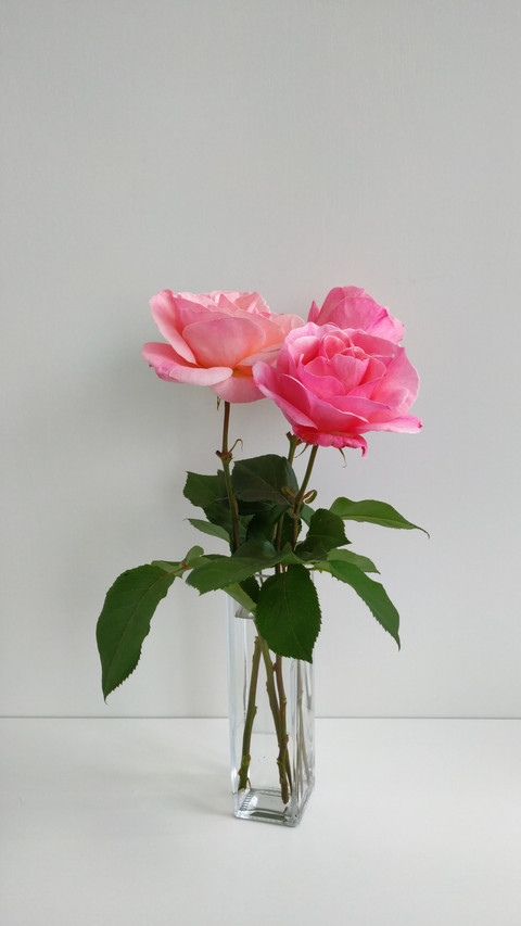 Elegant Pink Roses in Clear Vase, A Simple Charm screenshot