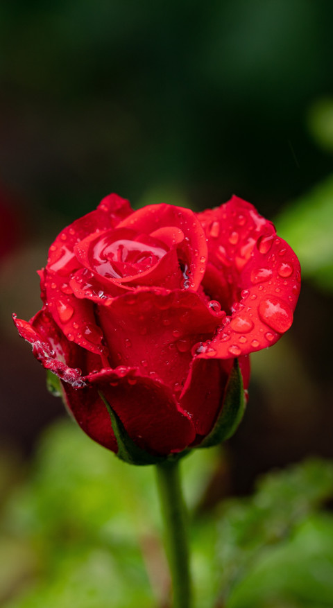 Red Roses (4) screenshot
