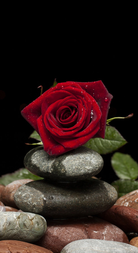 Red Roses (9) screenshot