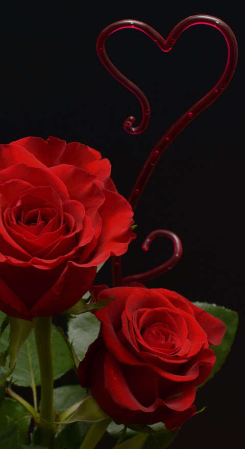 Red Roses (3) screenshot