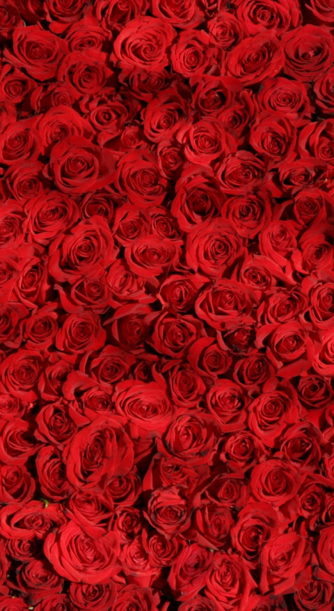 Red Roses (16) screenshot