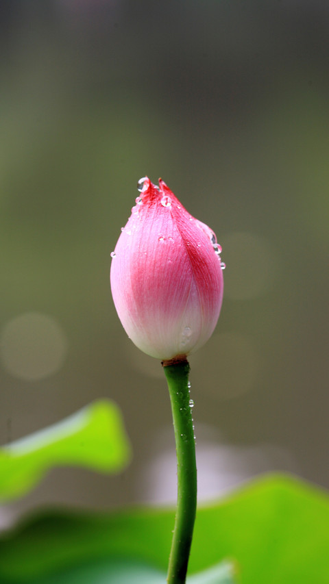 india-lotus screenshot