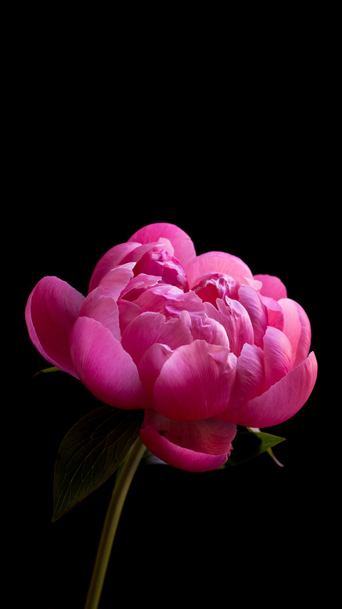 International-peony screenshot