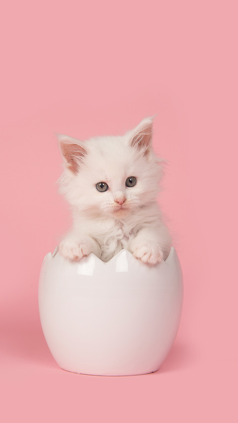 Pink cat-01 screenshot