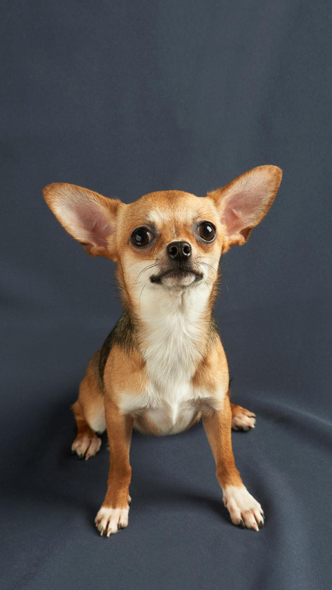 Dog224 screenshot