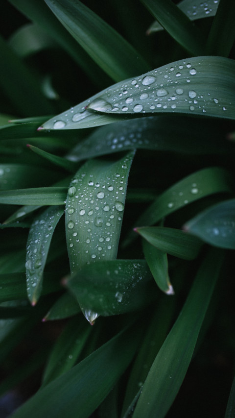 Rain Drops screenshot