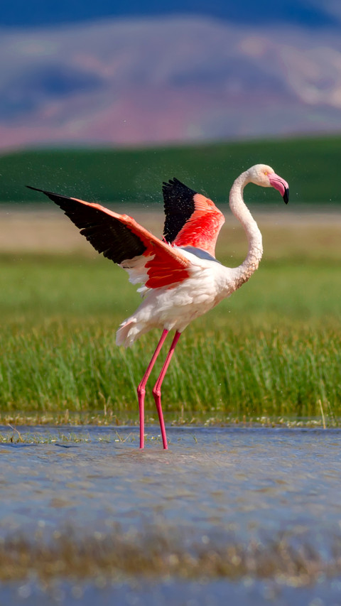 Feathered beauty, walking on water's edge screenshot