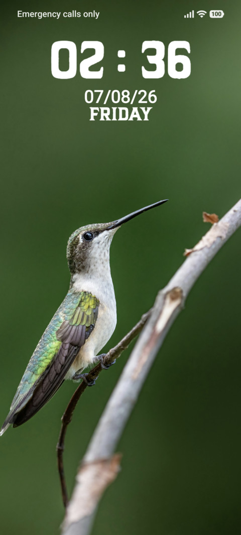 Bird screenshot