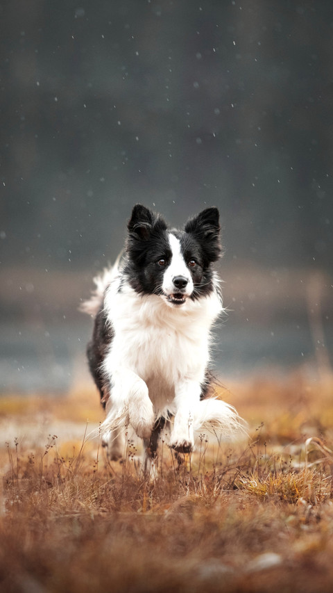 Border collie on a rainy day screenshot