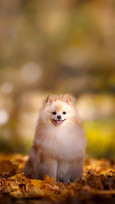 Beautiful Pomeranian Against the Backdrop of Autumn Nature screenshot