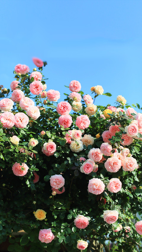 What are the benefits of drinking roses soaked in water screenshot