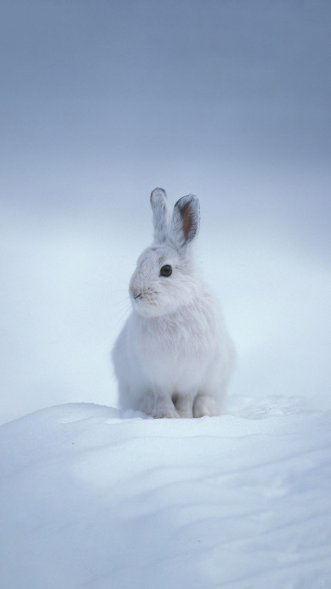 Cute thing you really dont mind being cold screenshot