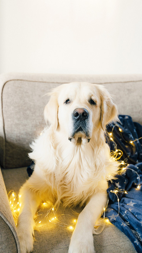 Golden retriever lies on the couch under the covers screenshot