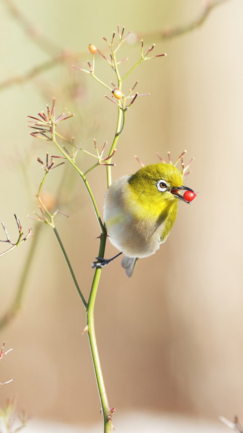 International-Bird screenshot