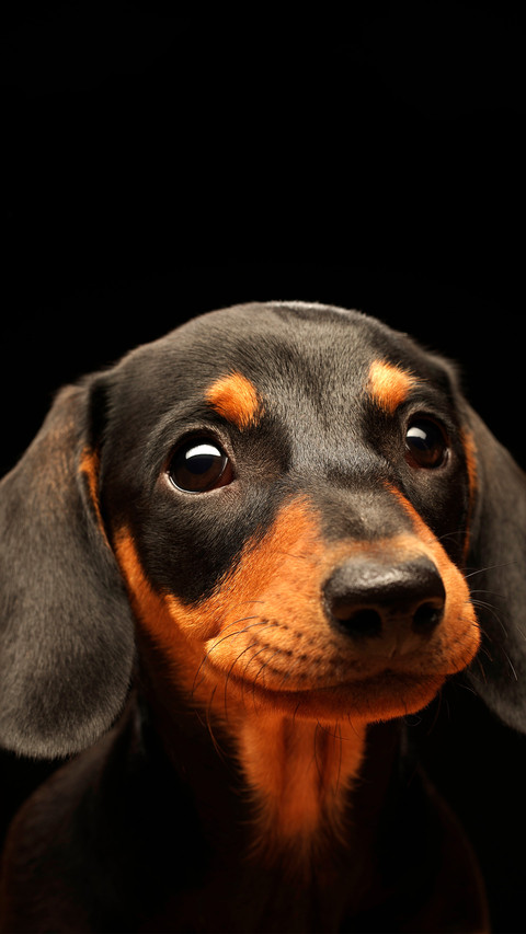 A lovely smiling dachshund screenshot