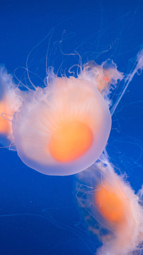 Nanjing egg yolk jellyfish screenshot