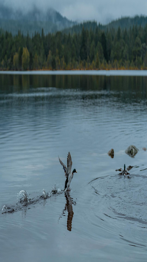 Beautiful lake screenshot