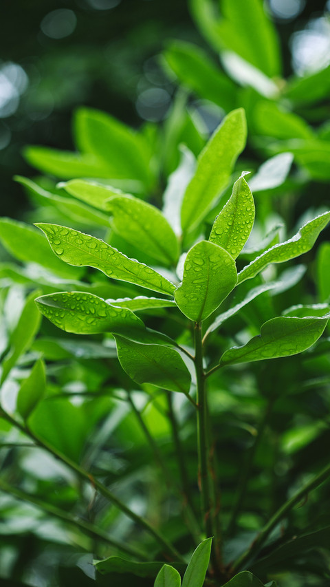 植物特写-锐景创意 screenshot