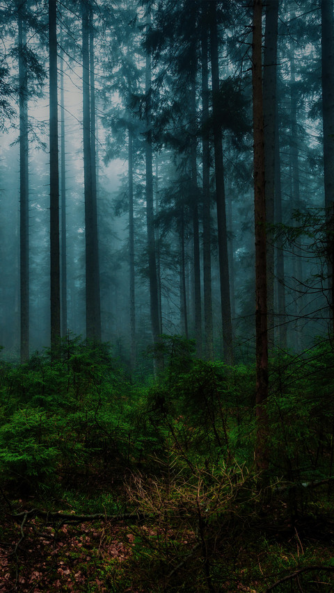 The trees of the black forest in germany screenshot