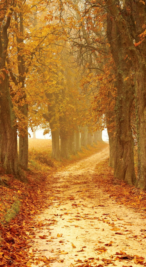 Roads & Pathways (1) screenshot