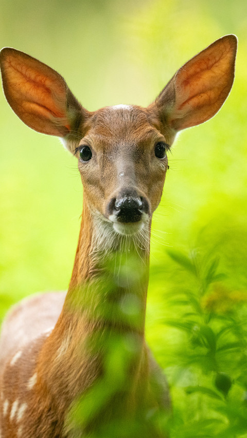 The deer in the forest screenshot
