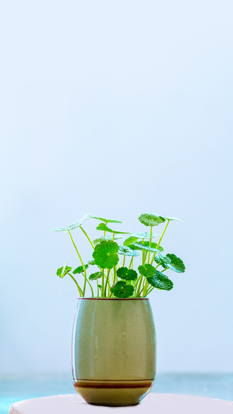 Potted Plant of Fine Copperwort screenshot
