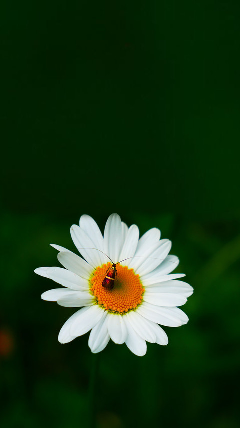 Blooming Flowers screenshot
