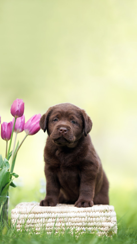Chocolate labrador puppy posing with a bouquet of tulips screenshot
