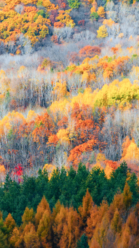 I was completely captivated by the autumn in northeast screenshot