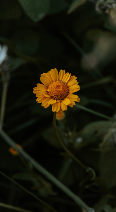 Nature B6 (17) screenshot