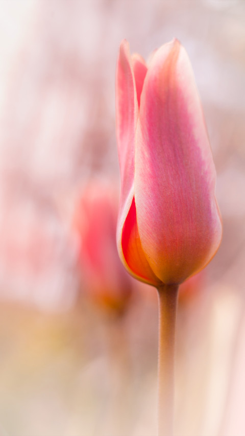 Spring screenshot