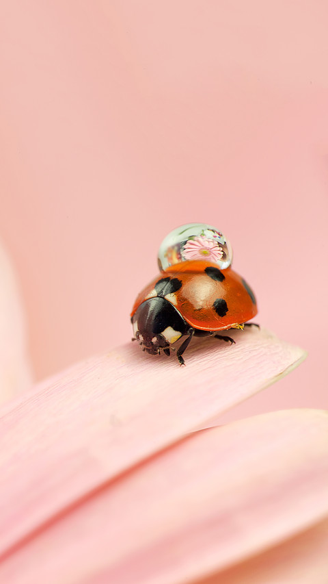 International-Ladybug screenshot